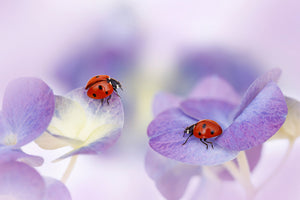 acrylic-print-red-and-purple-x