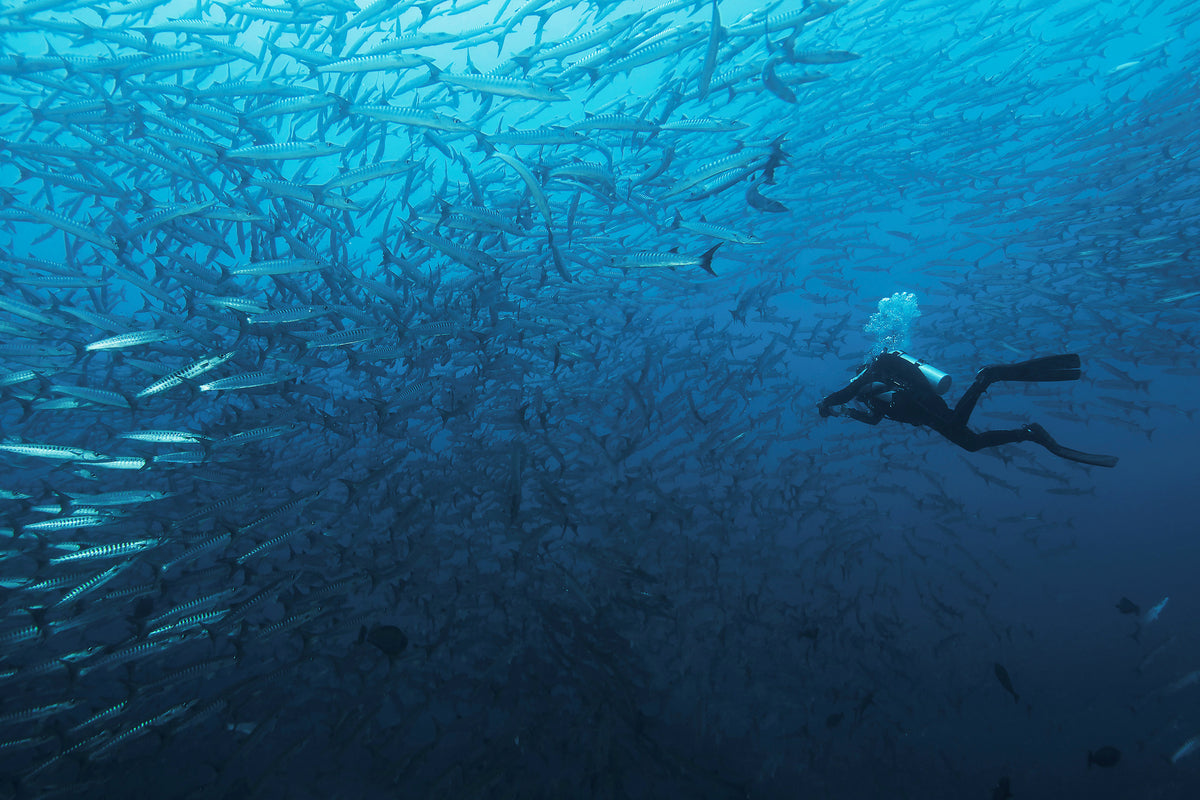 framedposter-print-in-a-fishschool-of-barracudas-x