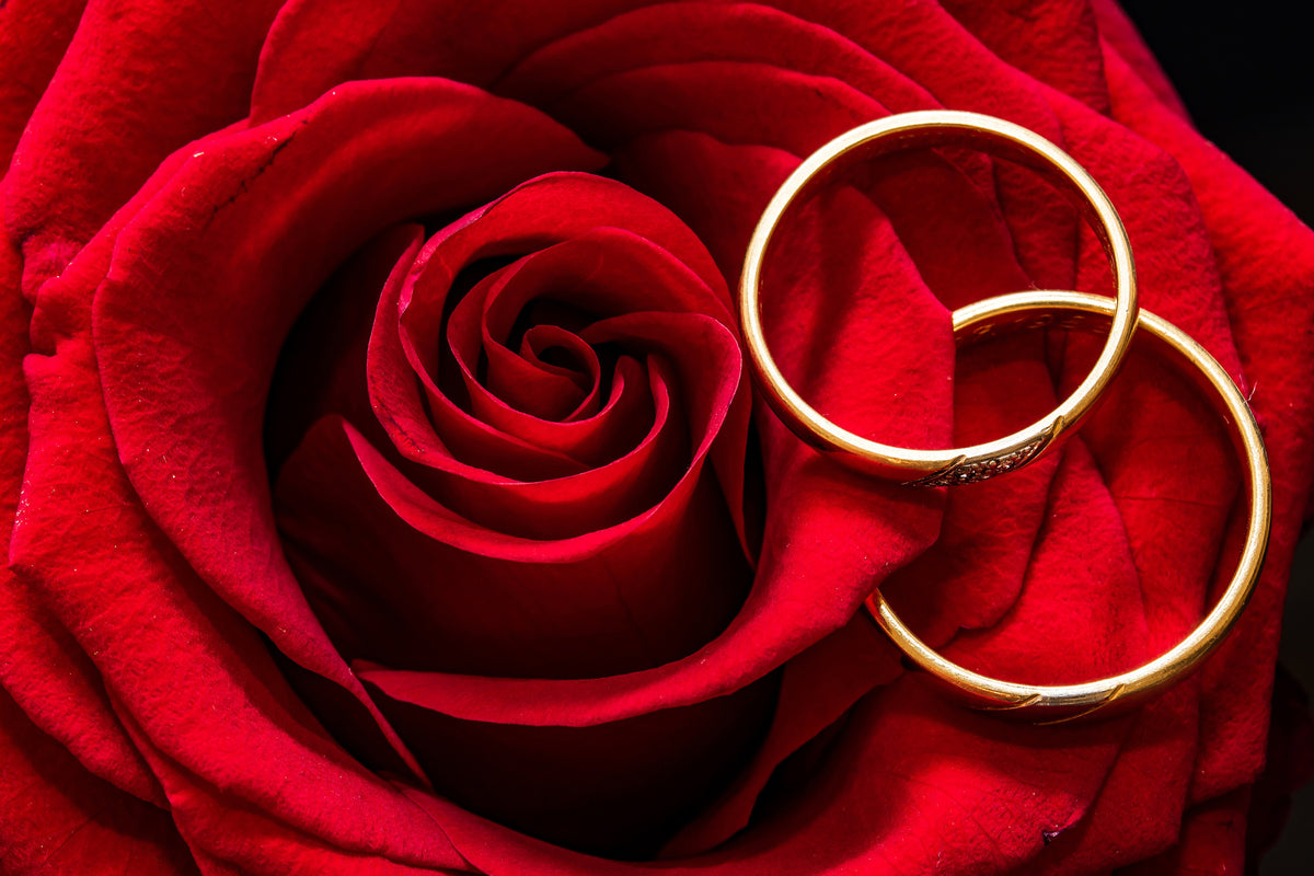 framedposter-print-wedding-rings-on-the-rose