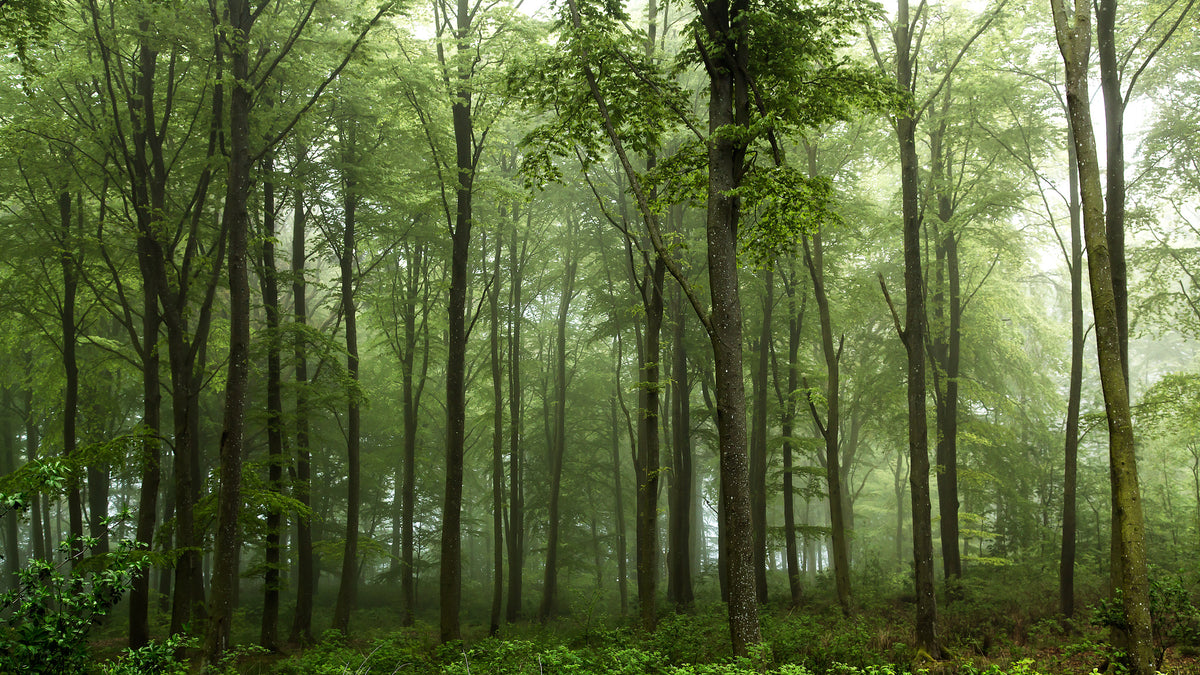 5-piece-canvas-print-forest-2