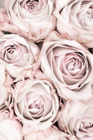 aluminium-print-pink-roses-no-01
