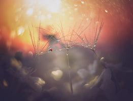 canvas-print-summer-dream-2