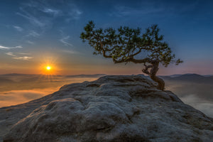 canvas-print-old-pine-x