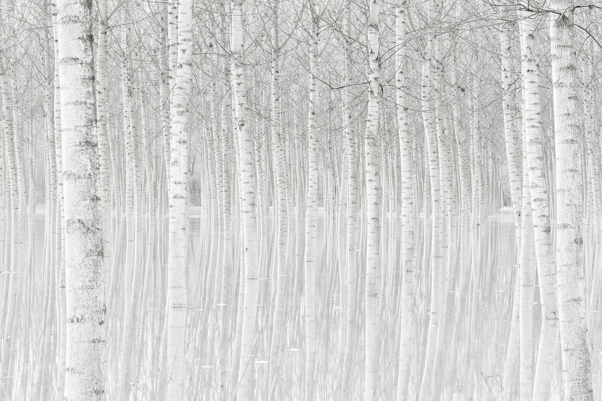 aluminium-print-trees