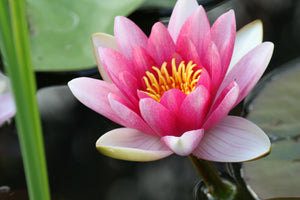 3-piece-canvas-print-the-water-lily-in-pink