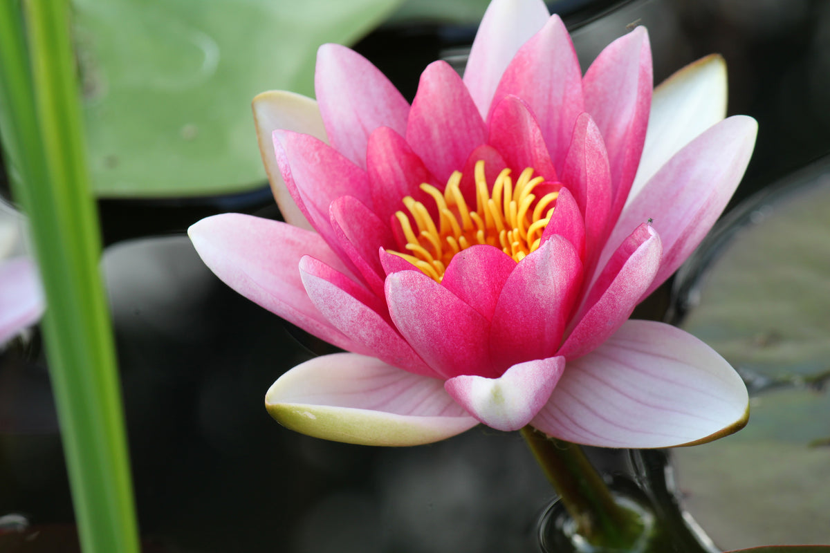 3-piece-canvas-print-the-water-lily-in-pink