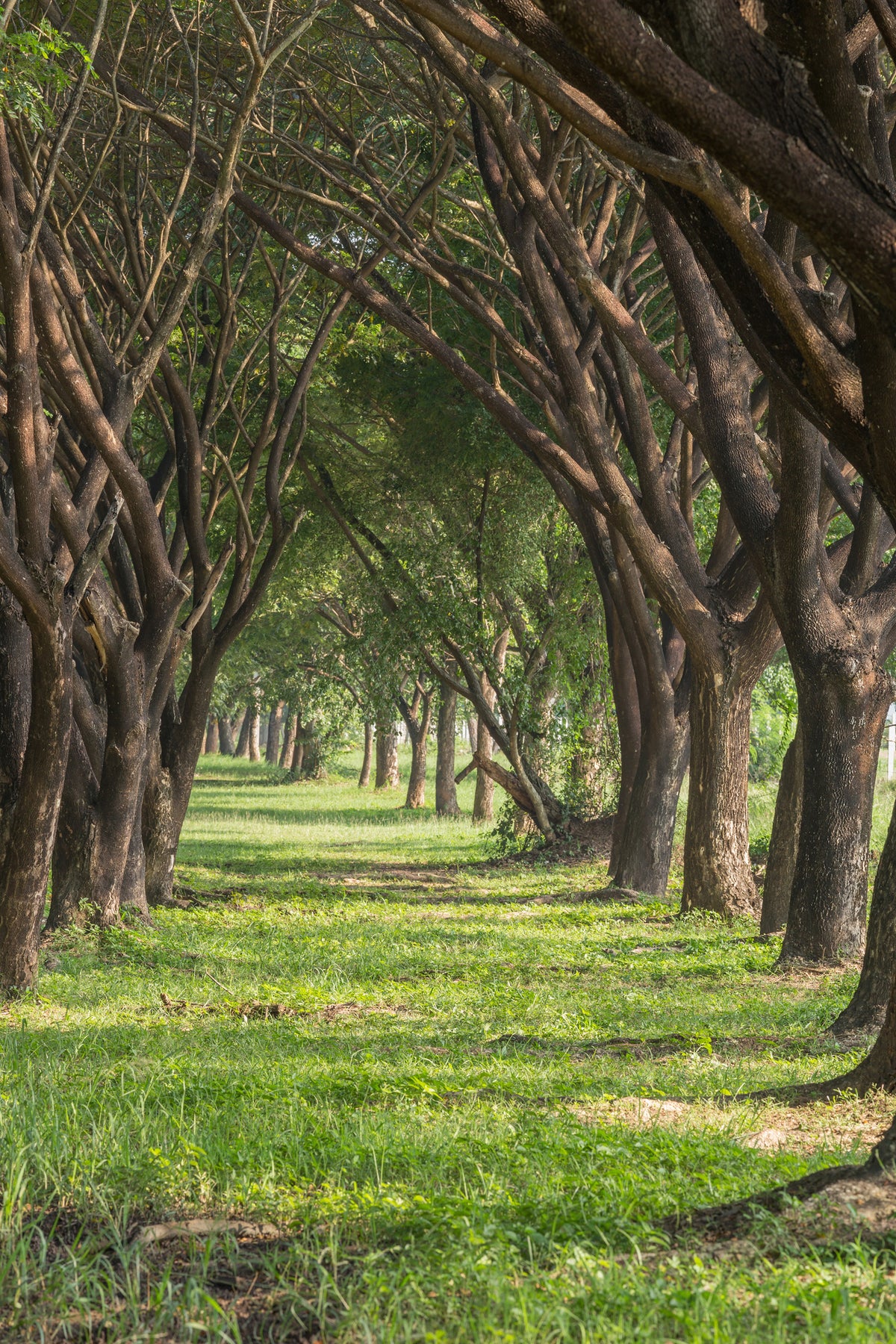 framedposter-print-in-the-forest