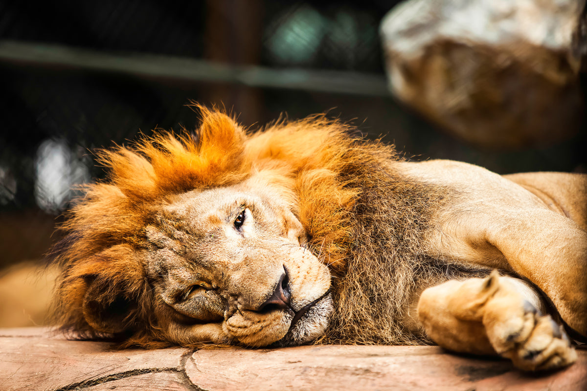 canvas-print-relaxed-lion