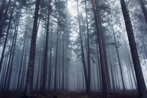 framedcanvas-print-mysterious-foggy-forest-x