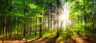 poster-print-rays-of-sunshine-in-the-green-forest