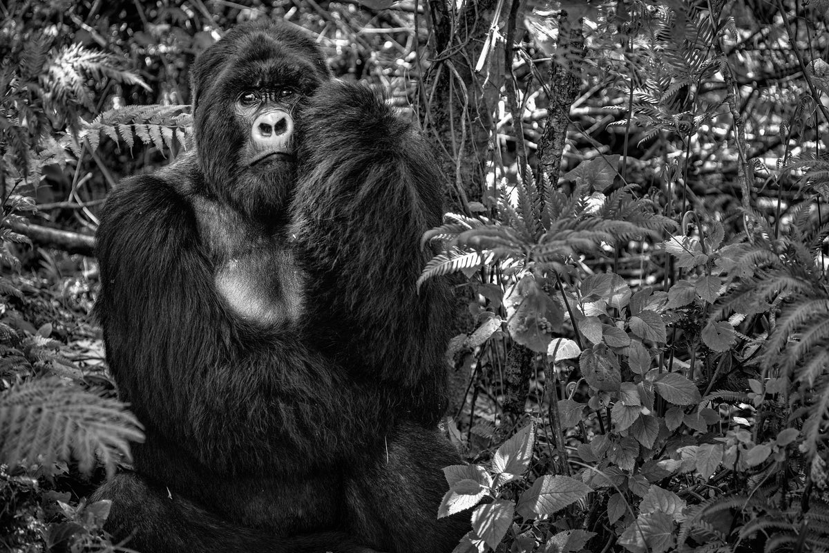 aluminium-print-kwitonda-silverback