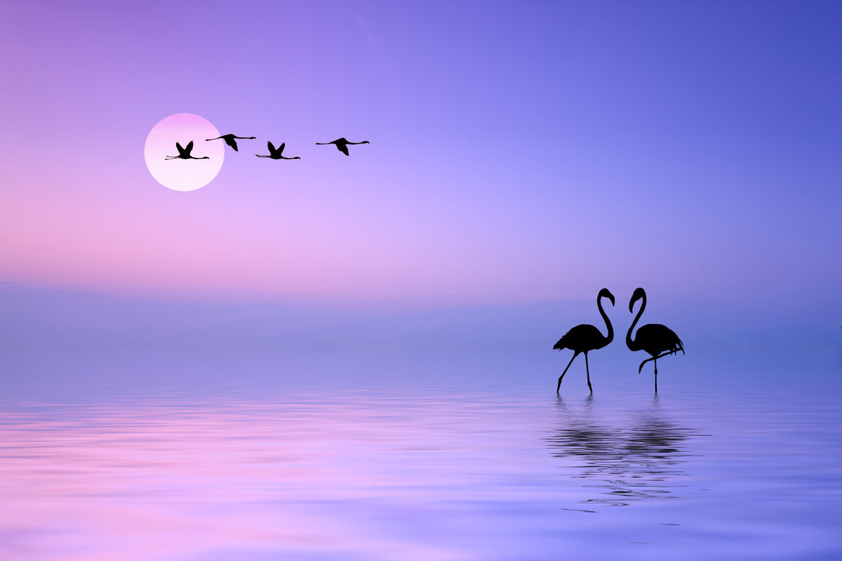 framedcanvas-print-flying-flamingo-x