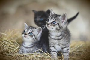 framedcanvas-print-kitten-trio