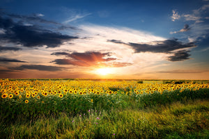 3-piece-canvas-print-a-field-of-sunflowers