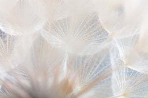 modern-3-piece-canvas-print-close-up-of-a-dandelion-seed