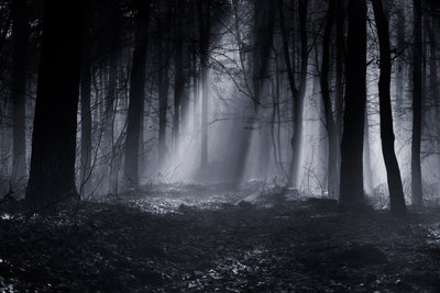 poster-print-capela-forest