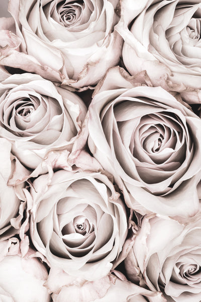 poster-print-grey-roses-no-01