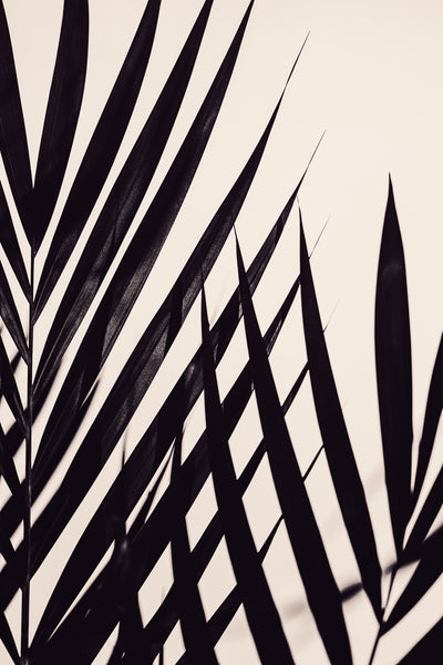 poster-print-guldpalm-black