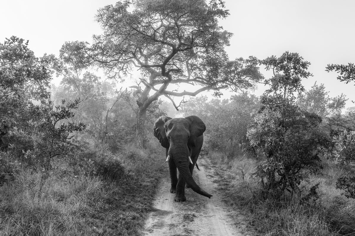 framedposter-print-walking-giant-x