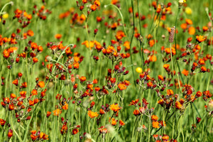 framedposter-print-hawkweeds