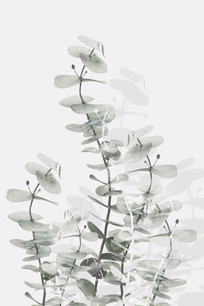 poster-print-eucalyptus-creative-15
