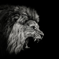 acrylic-print-roaring-lion-2-x