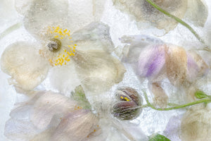 aluminium-print-anemone-frost-x