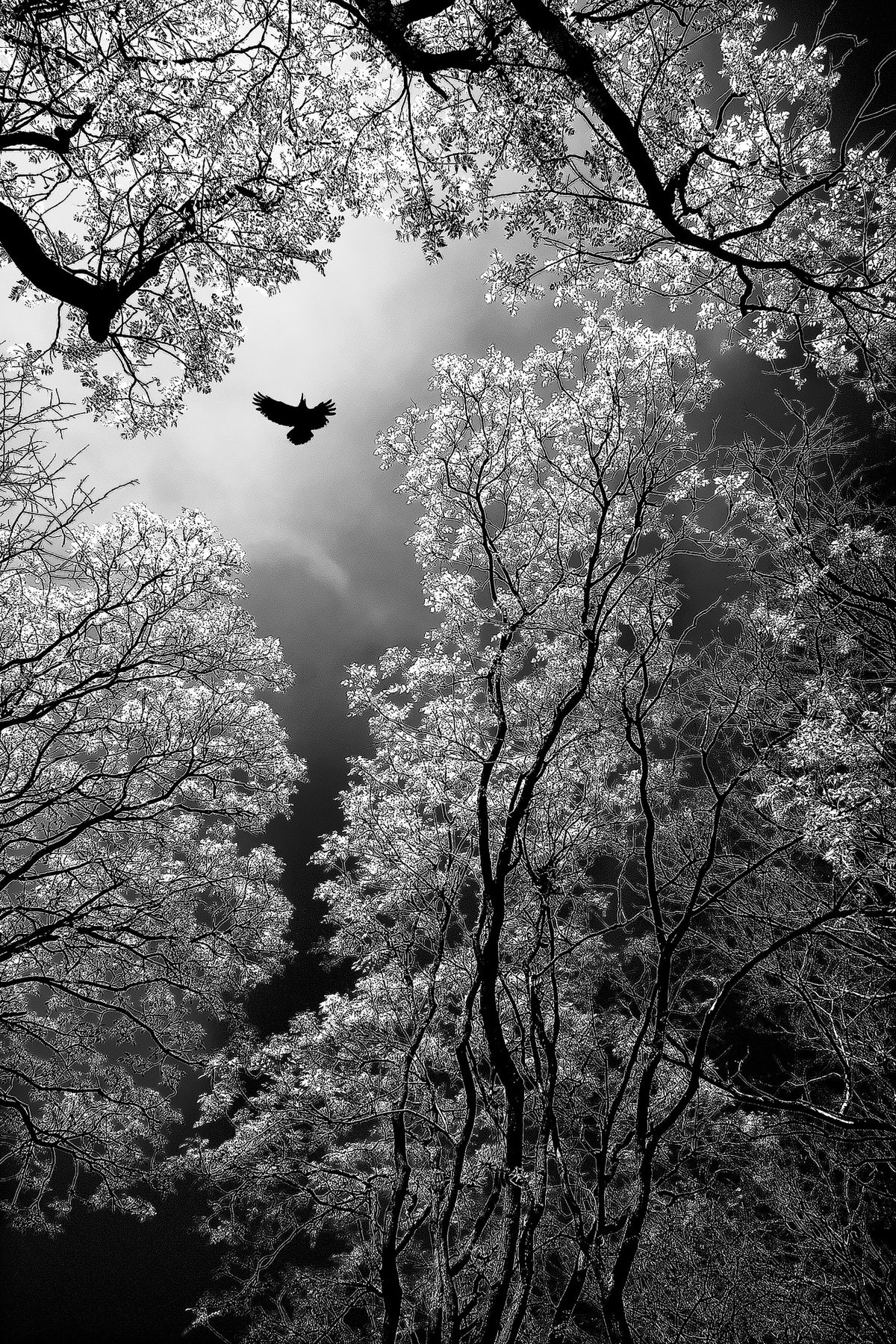 framedcanvas-print-flight-x