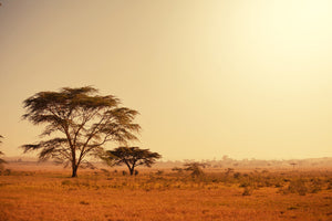 canvas-print-pastures-in-kenya