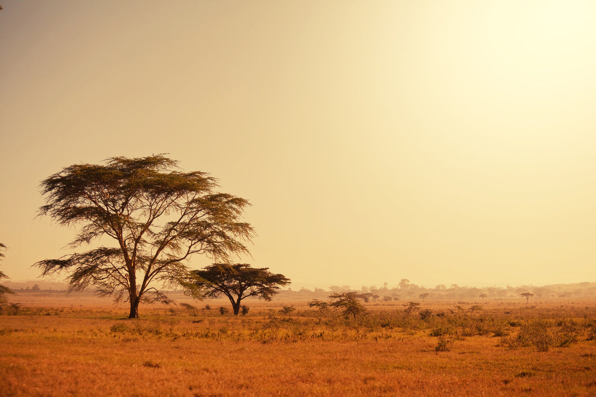 canvas-print-pastures-in-kenya