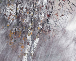 framedposter-print-two-birches