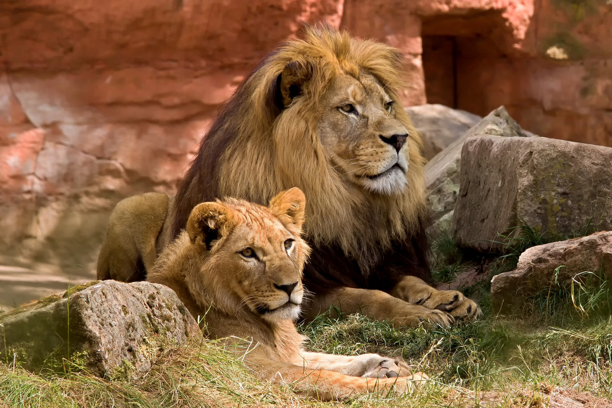 canvas-print-a-lion-couple
