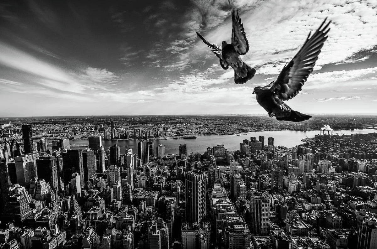 framedposter-print-pigeons-on-the-empire-state-building