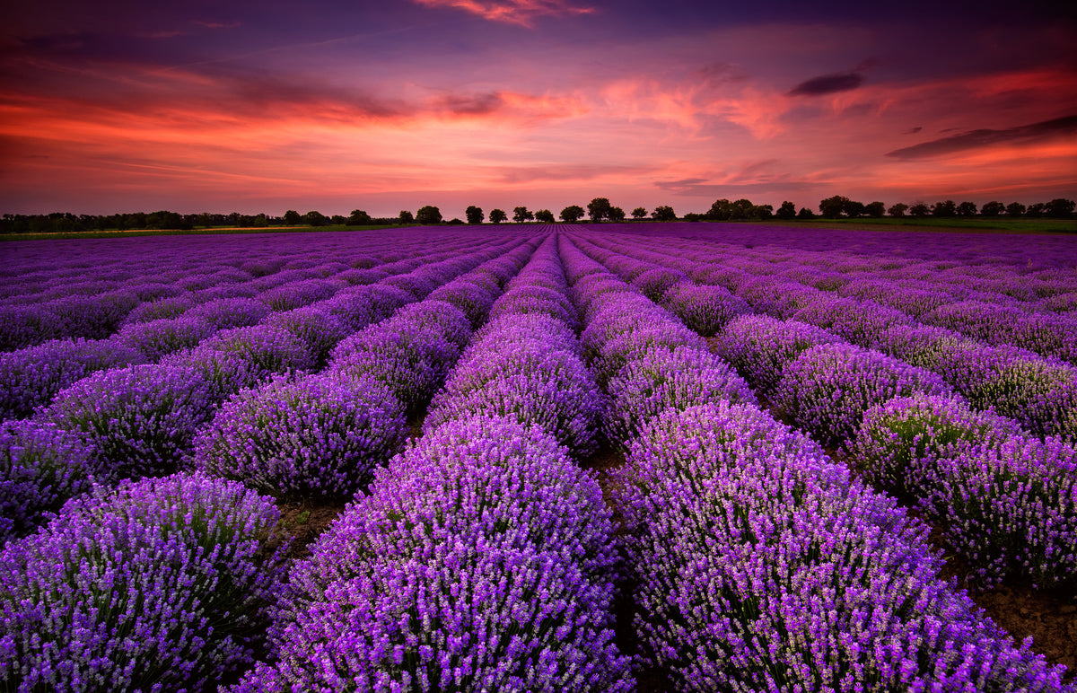 poster-print-fragrant-evening-light