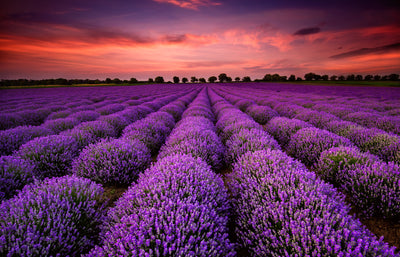 poster-print-fragrant-evening-light