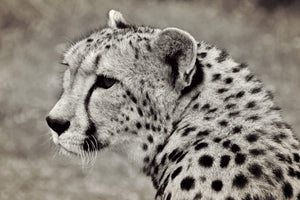 acrylic-print-beautiful-cheetah
