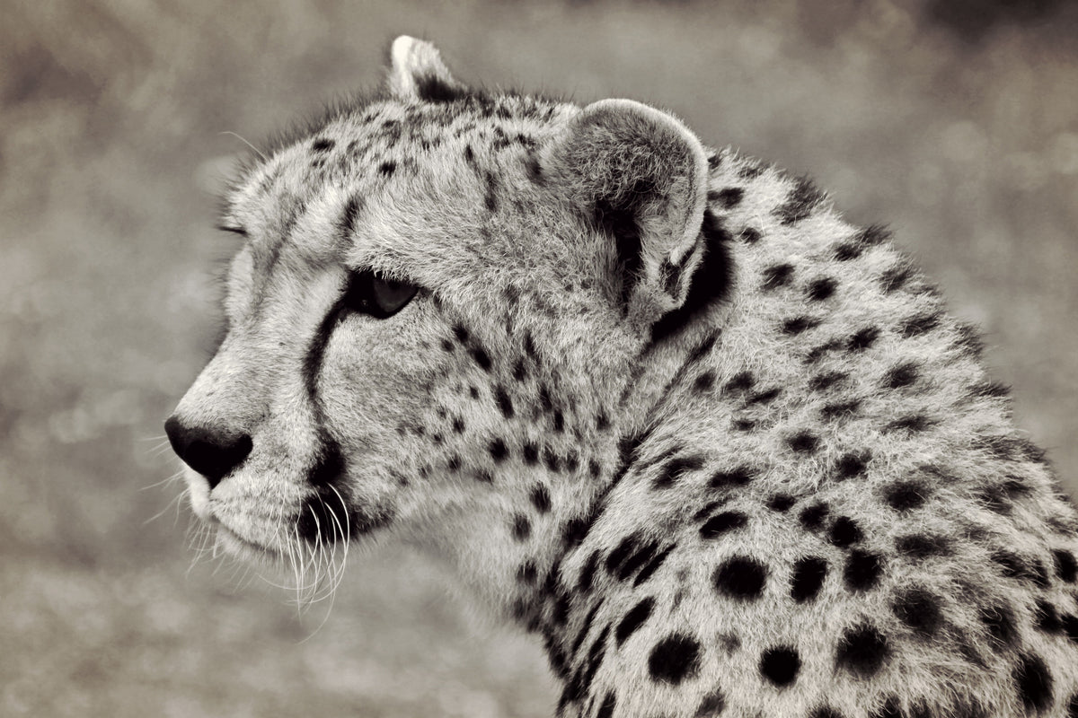 acrylic-print-beautiful-cheetah