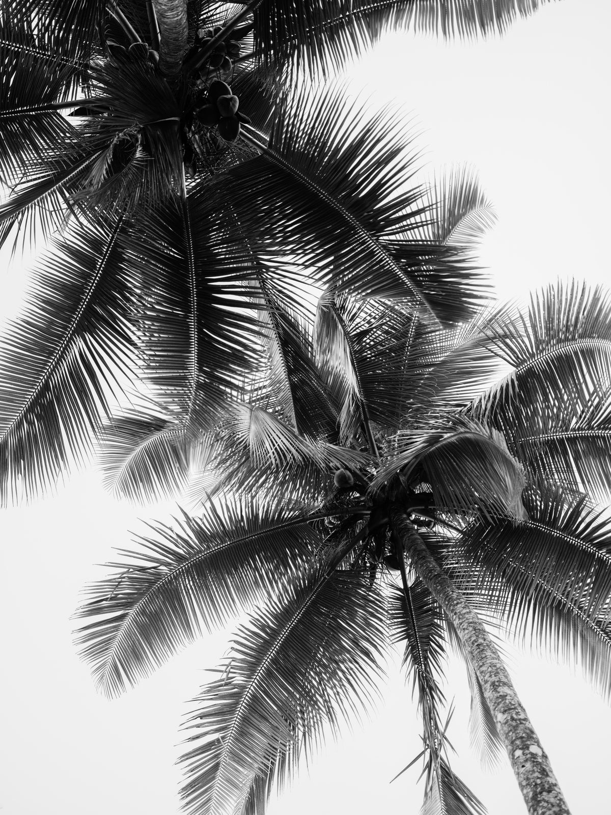 aluminium-print-palm-skies