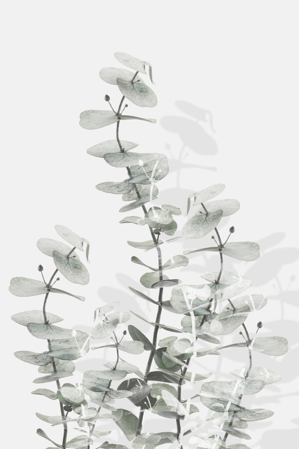 framedposter-print-eucalyptus-creative-15
