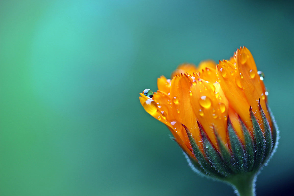 canvas-print-marigold-in-morning-dew