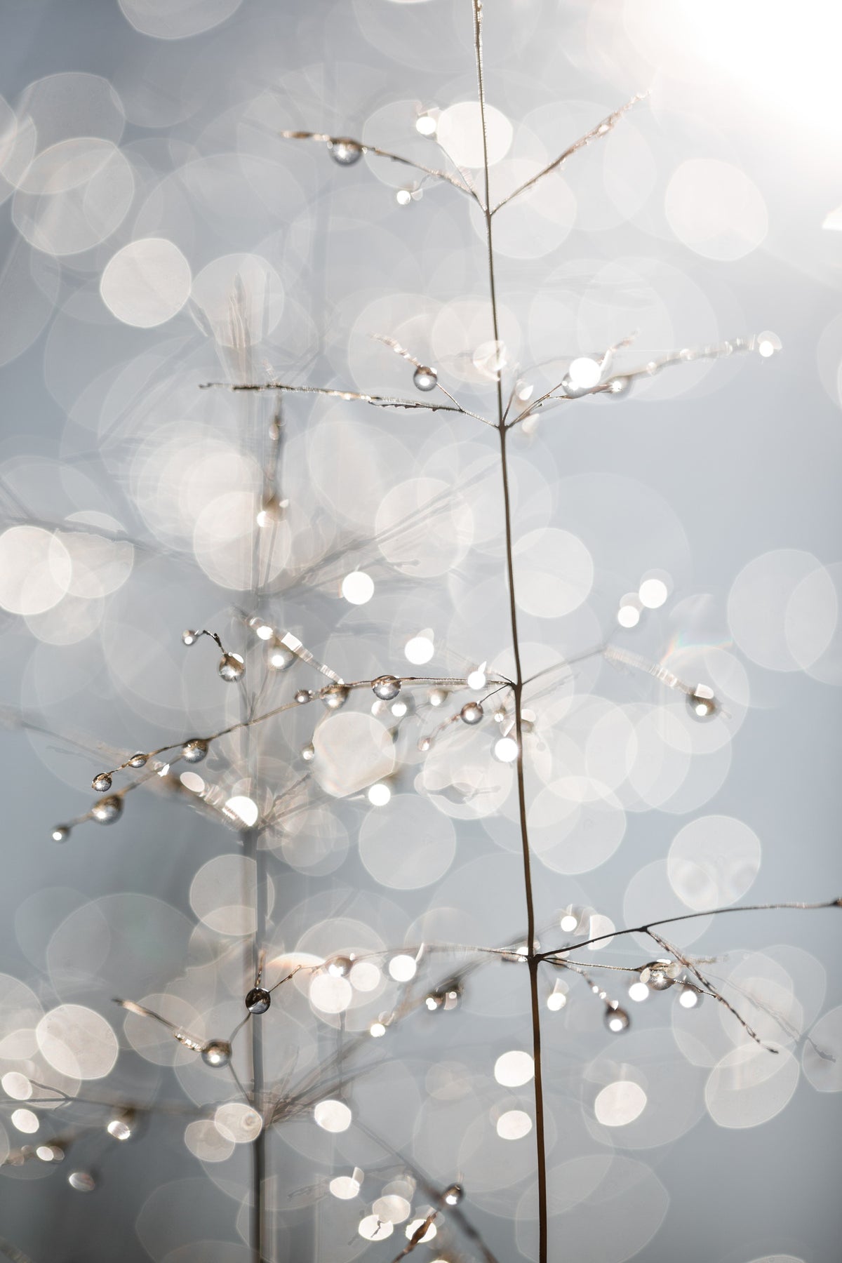 framedposter-print-natural-sparkle
