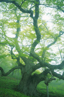 acrylic-print-the-old-tree
