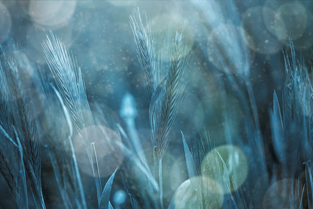framedcanvas-print-fantastic-nature-x