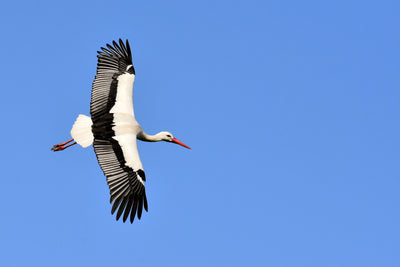poster-print-the-stork-in-action