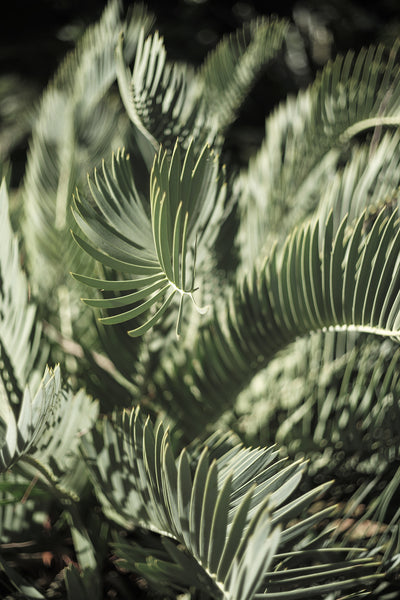 poster-print-garden-geometry
