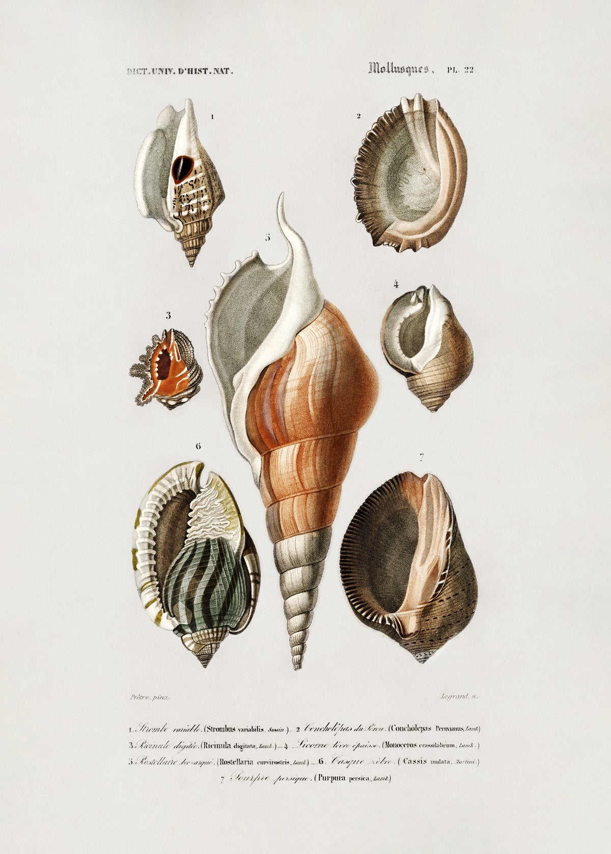 acrylic-print-different-types-of-mollusks