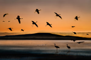 framedcanvas-print-fly-in-at-sunset