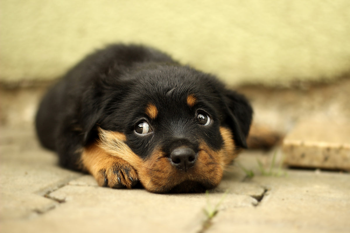 aluminium-print-sweet-rottweiler-puppy