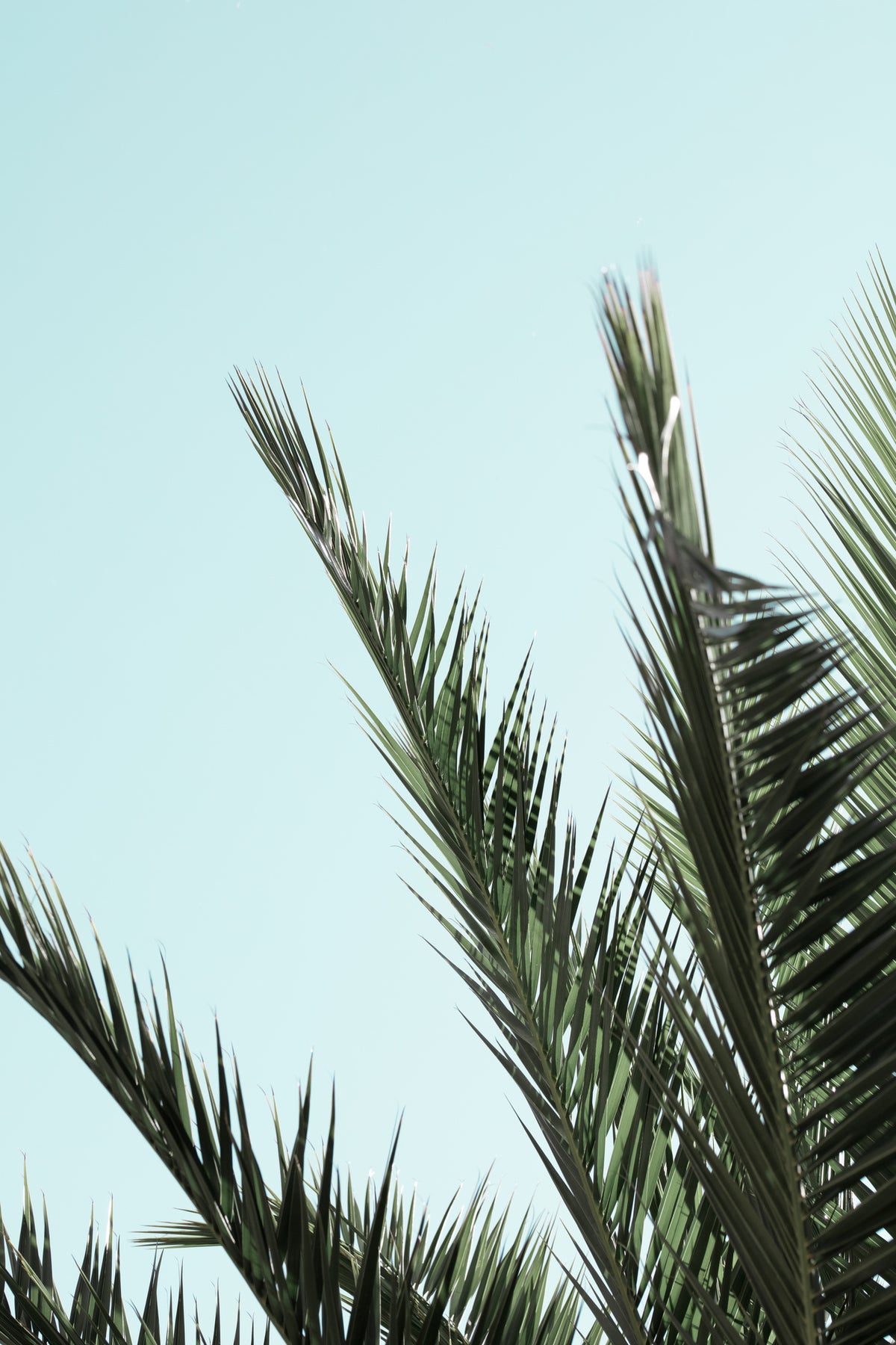framedposter-print-palm-leaves-and-sky-2