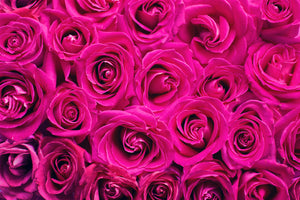 canvas-print-rose-petals-in-pink